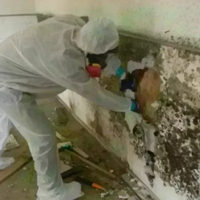 Mold Remediation and Removal in Deer Park, TX